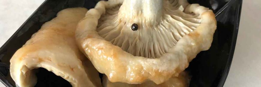Засолка разных грибов в домашних условиях