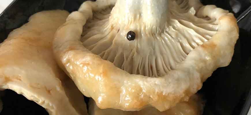 Засолка разных грибов в домашних условиях