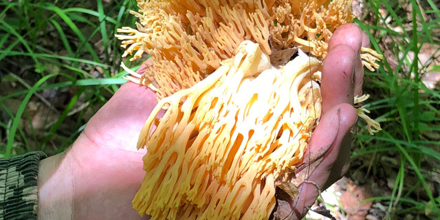 Оленьи рожки - это грибы