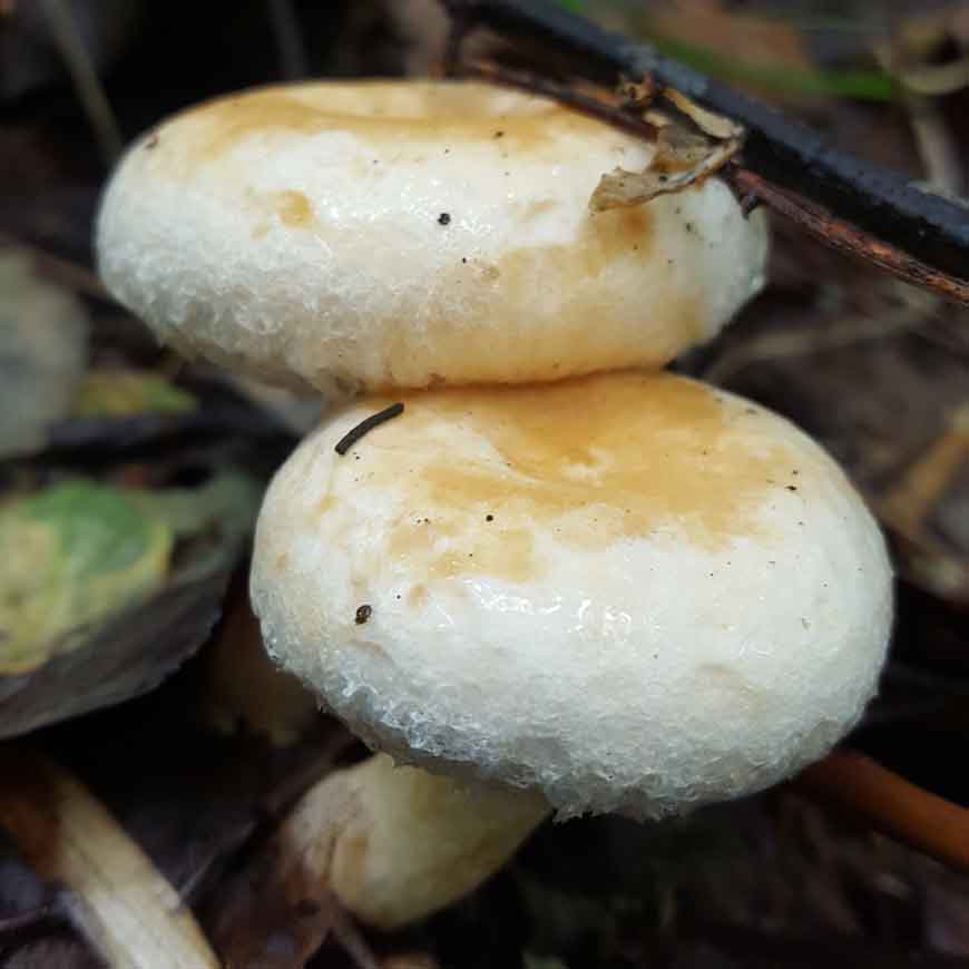 Волнушка белая, или белянка (Lactarius pubescens Fr.)