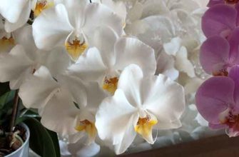 Орхидея на подоконнике