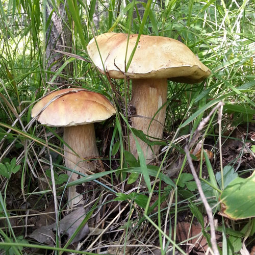 Белые грибы Хабаровского края
