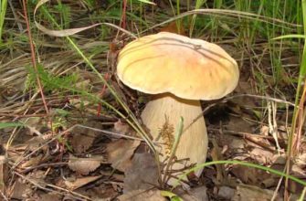 Белый гриб берёзовый (Boletus f. betulicola). Грибы Хабаровского края