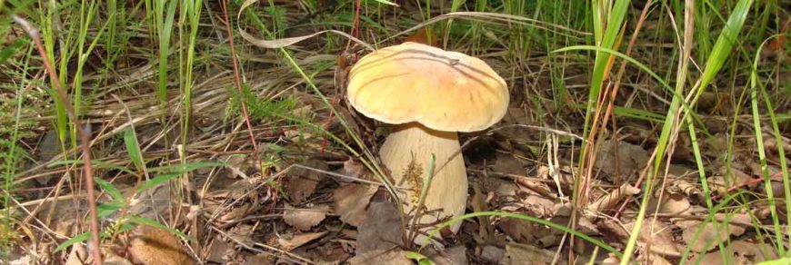 Белый гриб березовый (Boletus f. betulicola). Грибы Хабаровского края