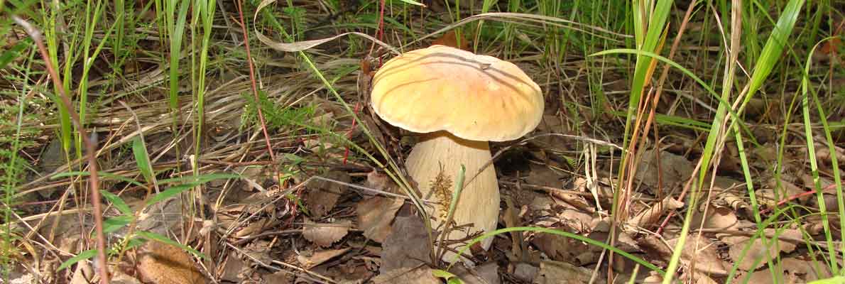 Белый гриб берёзовый (Boletus f. betulicola). Грибы Хабаровского края