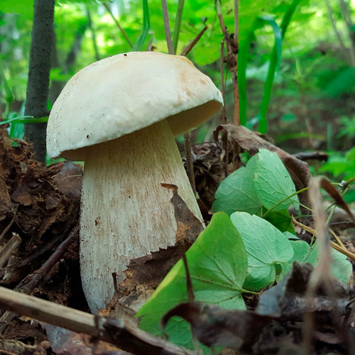 Белый гриб березовый