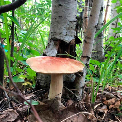 Белый гриб (Грибы Хабаровского края)