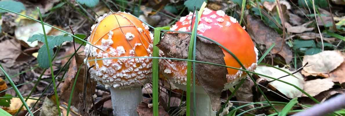 Мухомор красный - гриб красивый и опасный