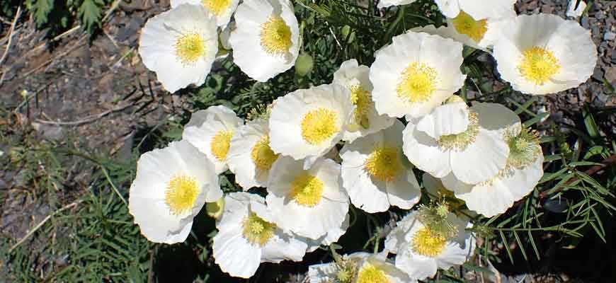 Мак амурский (Papaver amurense (N. Busch) Tolm.)