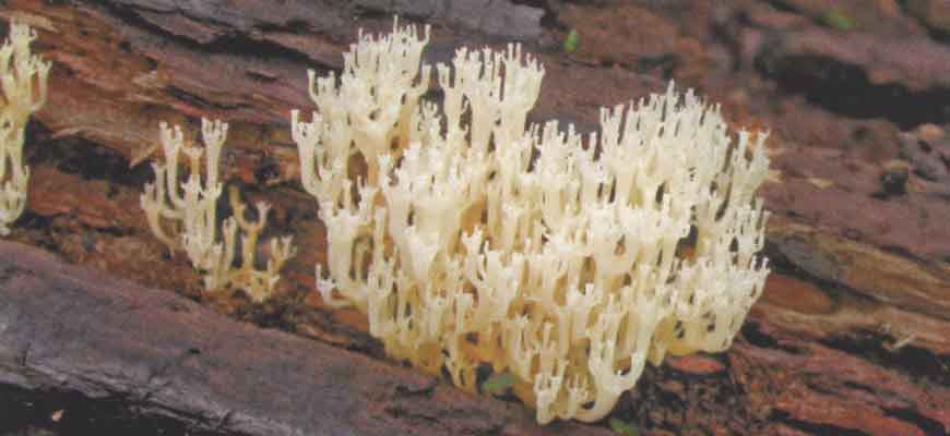 Рогатик крыночковидный (Artomyces pyxidatus (Pers.) Jülich))