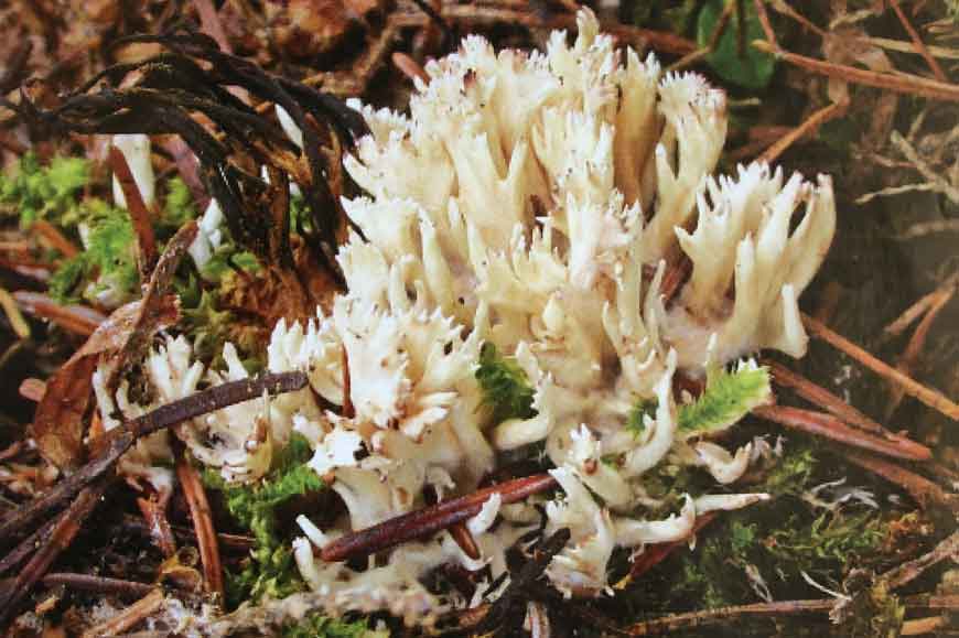 Клавулина коралловидная (Clavulina coralloides (L.) J. Schröt.)