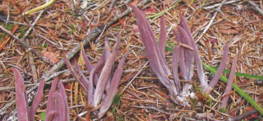 Аллоклавария пурпуровая (Alloclavaria purpurea (O.F. Müll.) Dentinger & D.J. McLaughlin)