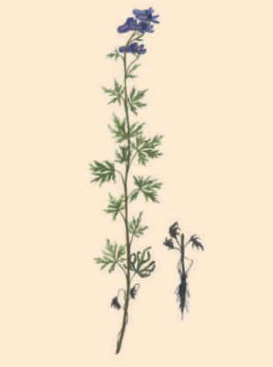 Борец охотский (Aconitum ochotense Rchb.)