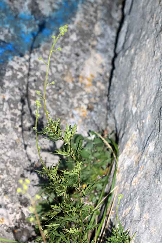 Борец сихотинский (Aconitum sichotense Kom.)