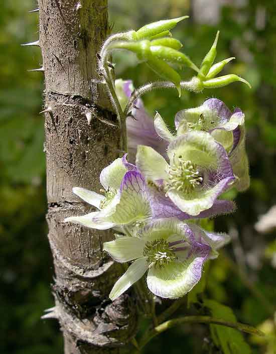 Борец столононосный (Aconitum stoloniferum Worosch.)