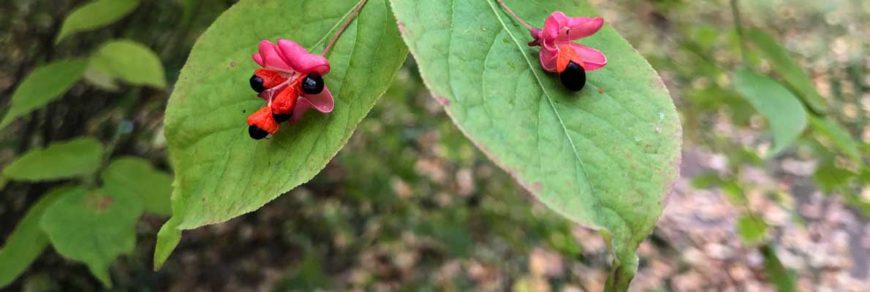 Бересклет малоцветковый (Euonymus pauciflora Maxim.)