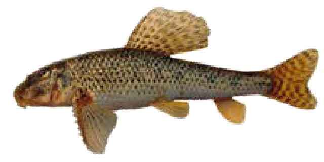 Список рыб Амура: Абботина речная (Амурский лжепескарь) (карповые)