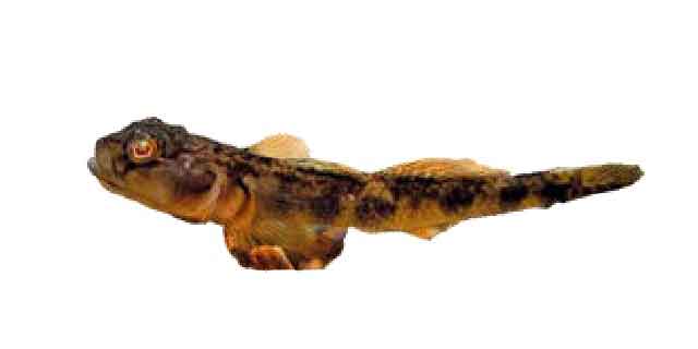 Бычок амурский речной (Список рыб Амура)
