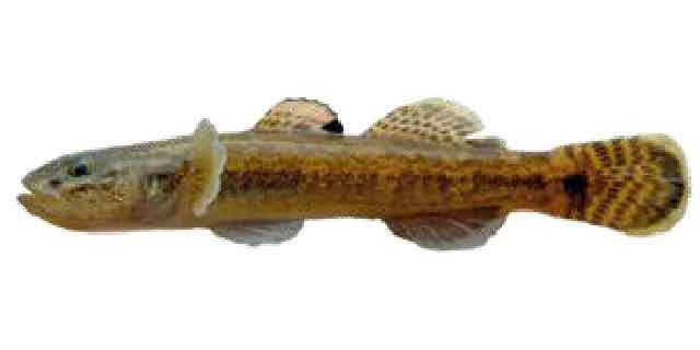 Бычок носатый (Список рыб Амура)