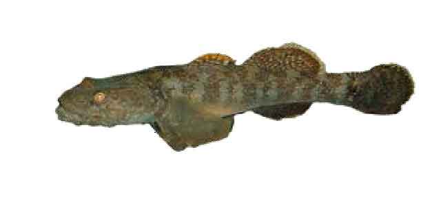 Бычок сахалинский (Список рыб Амура)