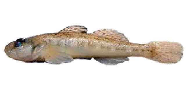 Бычок сунгарийский (Список рыб Амура)