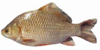 Список рыб Амура: Карась китайский (Карповые)
