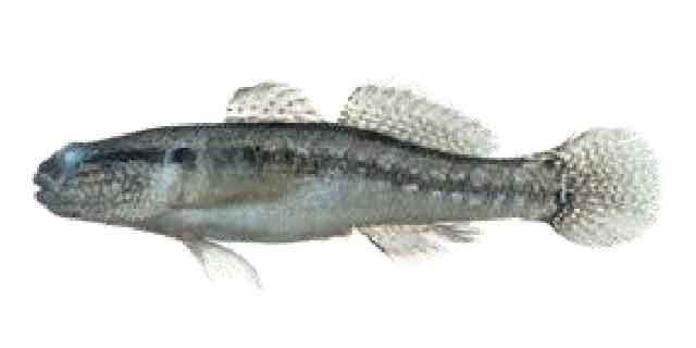 Полосатый (двухполосый) трехзубый бычок (Список рыб Амура)