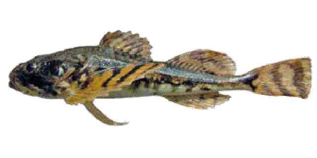 Широколобка дальневосточная  южная (Список рыб Амура)