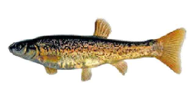 Список рыб Амура: Гольян Чекановского (карповые)