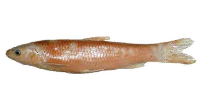 Список рыб Амура: Голавль усатый (карповые)