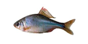 Список рыб Амура: Горчак амурский обыкновенный