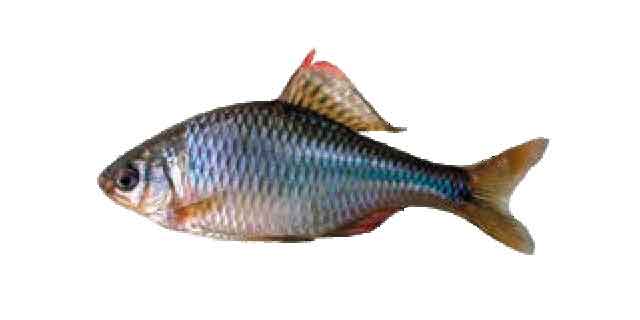 Список рыб Амура: Обыкновенный амурский горчак