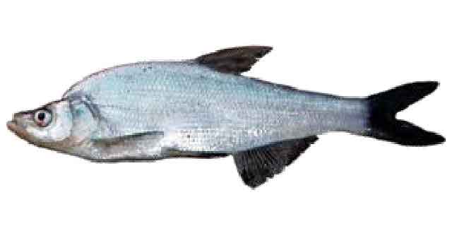 Список рыб Амура: Горбушка Дабри (карповые)