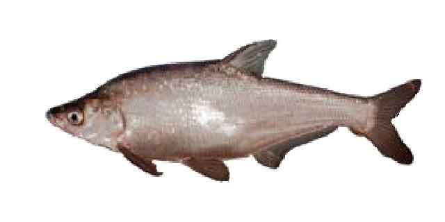 Список рыб Амура: Горбушка лещевидная (карповые)