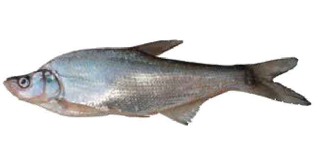 Список рыб Амура: Горбушка обыкновенная (карповые)