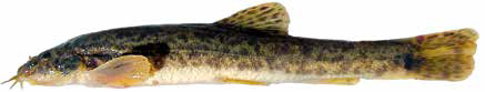 Список рыб Амура: голец обыкновенный