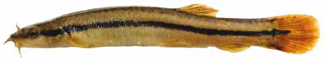 Список рыб Амура: Лефуа
