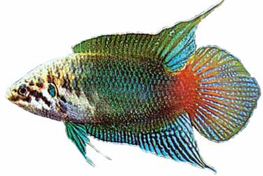 Китайский макропод (Список рыб Амура, 2004)