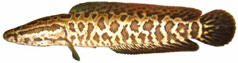 Змееголов (Список рыб Амура, 2004)