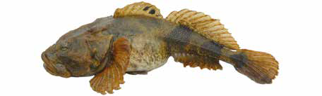 Амурская широколобка (Список рыб Амура)