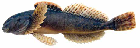 Амурский подкаменщик (Список рыб Амура, 2004)