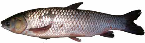 Белый амур (Список рыб Амура, 2004)