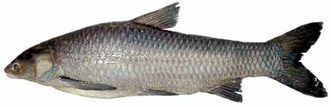 Черный амур (Список рыб Амура, 2004)