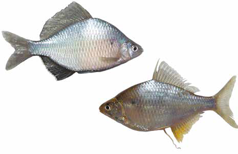 Список рыб Амура: Горчак колючий желтоперый (карповые)