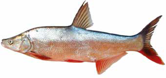 Список рыб Амура: Монгольский краснопер (карповые)