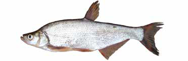 Список рыб Амура: Уклей (карповые)