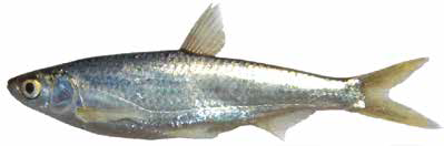 Уссурийская востробрюшка (Список рыб Амура, 2004)