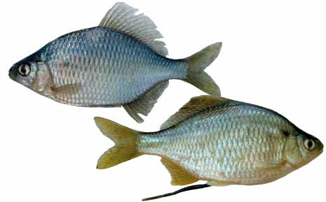 Колючий горчак Асмусса (Список рыб Амура, 2004)
