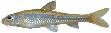 Список рыб Амура: Сквалидус маньчжурский (карповые)