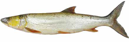 Желтощек (Список рыб Амура, 2004)